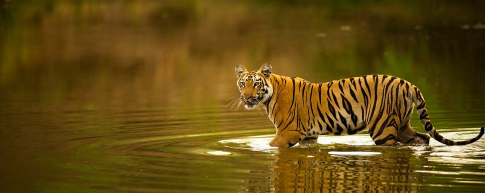 tadoba and tipeshwar tour